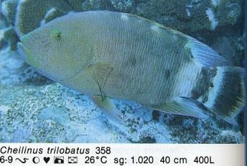 Cheilinus trilobatus